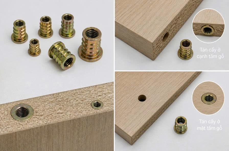 Phong Vy | Ốc cam, tán cấy, sò sắt dùng để làm gì? Ứng dụng và cách chọn Phong Vy | Ốc cam, tán cấy, sò sắt dùng để làm gì? Ứng dụng và cách chọn